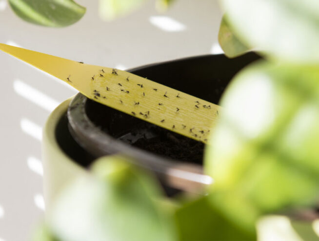 how to get rid of gnats